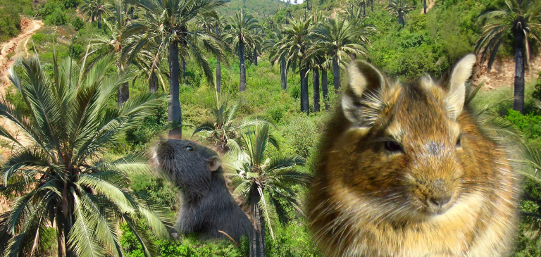 Afectados incendios el palmar