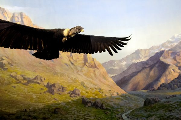 Cóndor (Vultur gryphus)