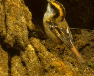 Rayadito Más Afuera (Aphrastura masafuerae)