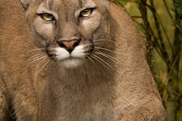 Puma Concolor