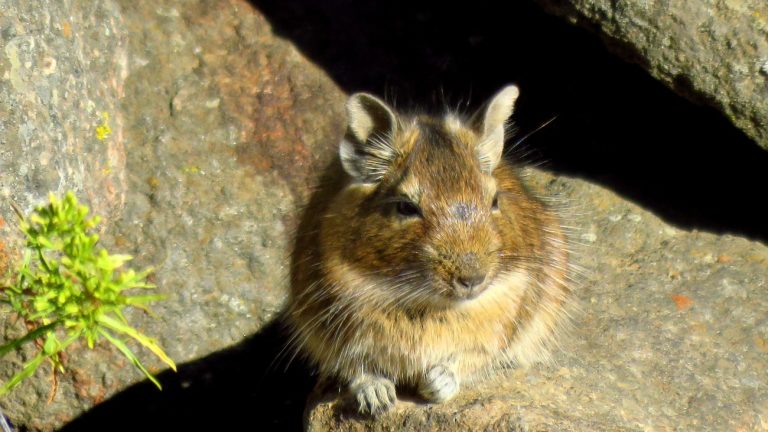 Degu