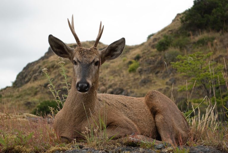 Huemul