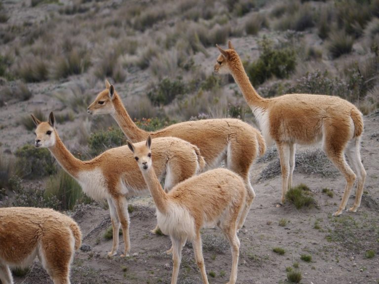 VIcuña