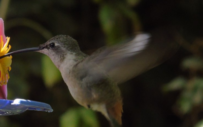 Picaflor de Arica (Eulidia yarrellii)