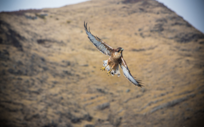 Aguilucho de Juan Fernández (Geranoaetus polyosoma exsul)