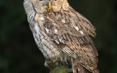 El silencio del concón (Strix rufipes)