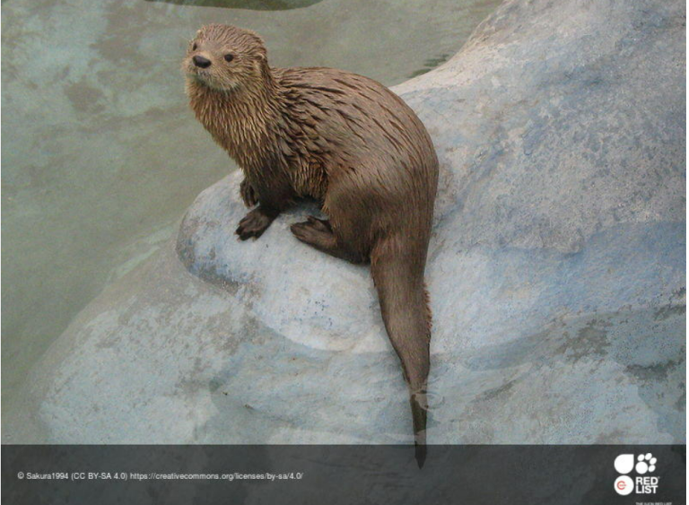 Chungungo, nutria chilena