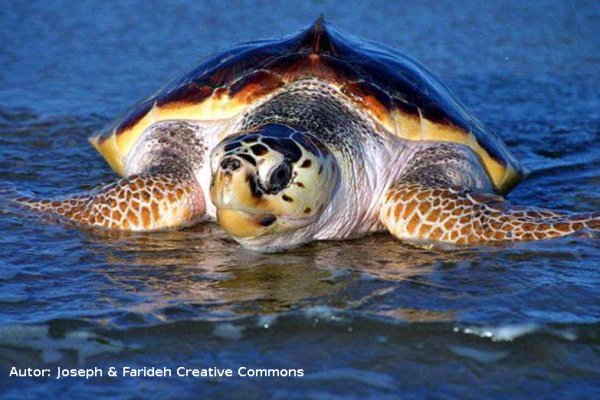tortuga caretta caretta, tortuga boba